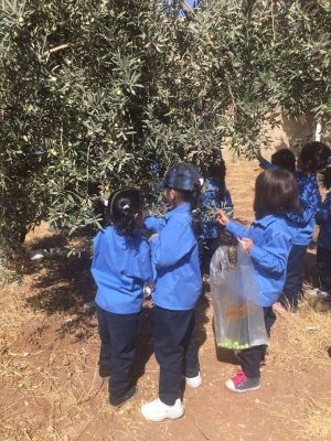 Picking Olives