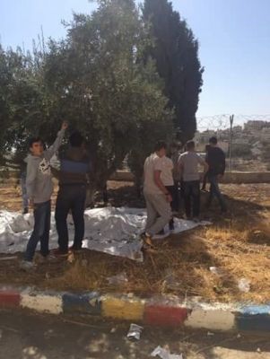 مشاركة الطلاب بقطف الزيتون